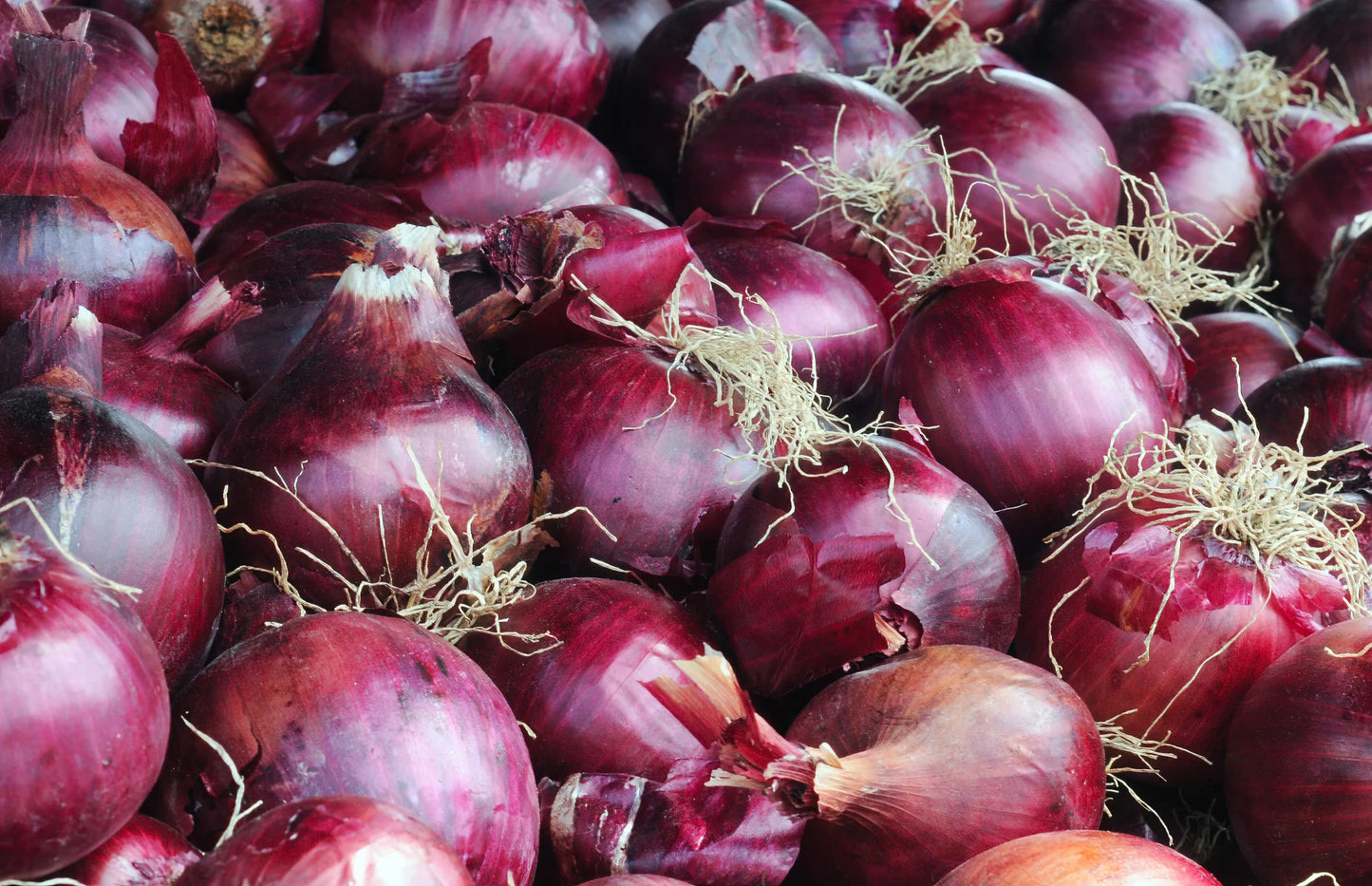 Fresh Onions (1 lb)